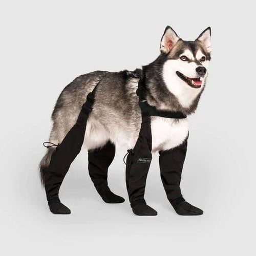 Xandra | Hundestiefel für alle Abenteuer