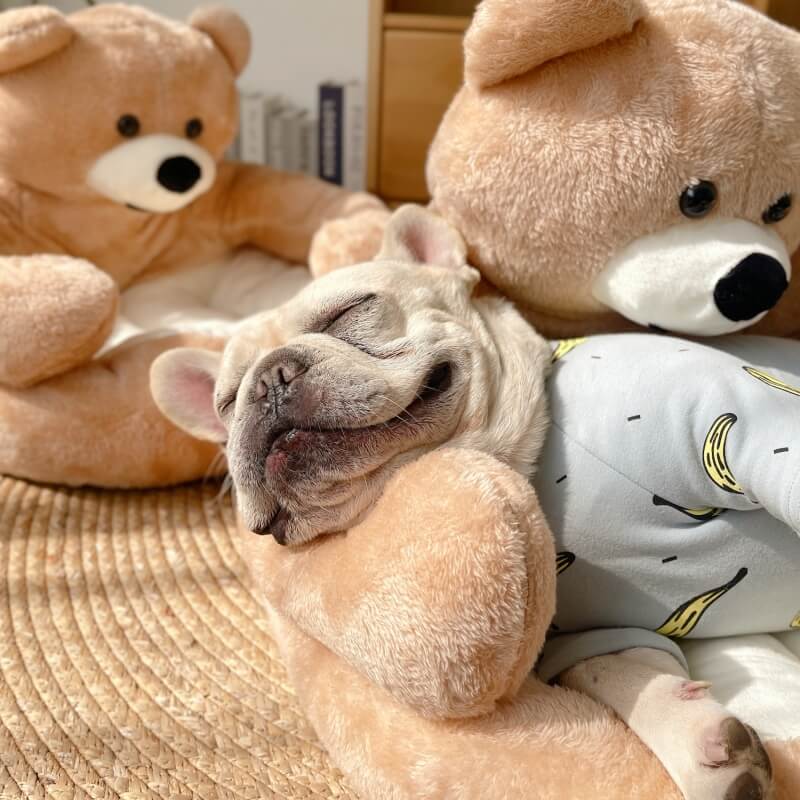 Sandy | Anpassbarer Kuschelbär für Haustiere