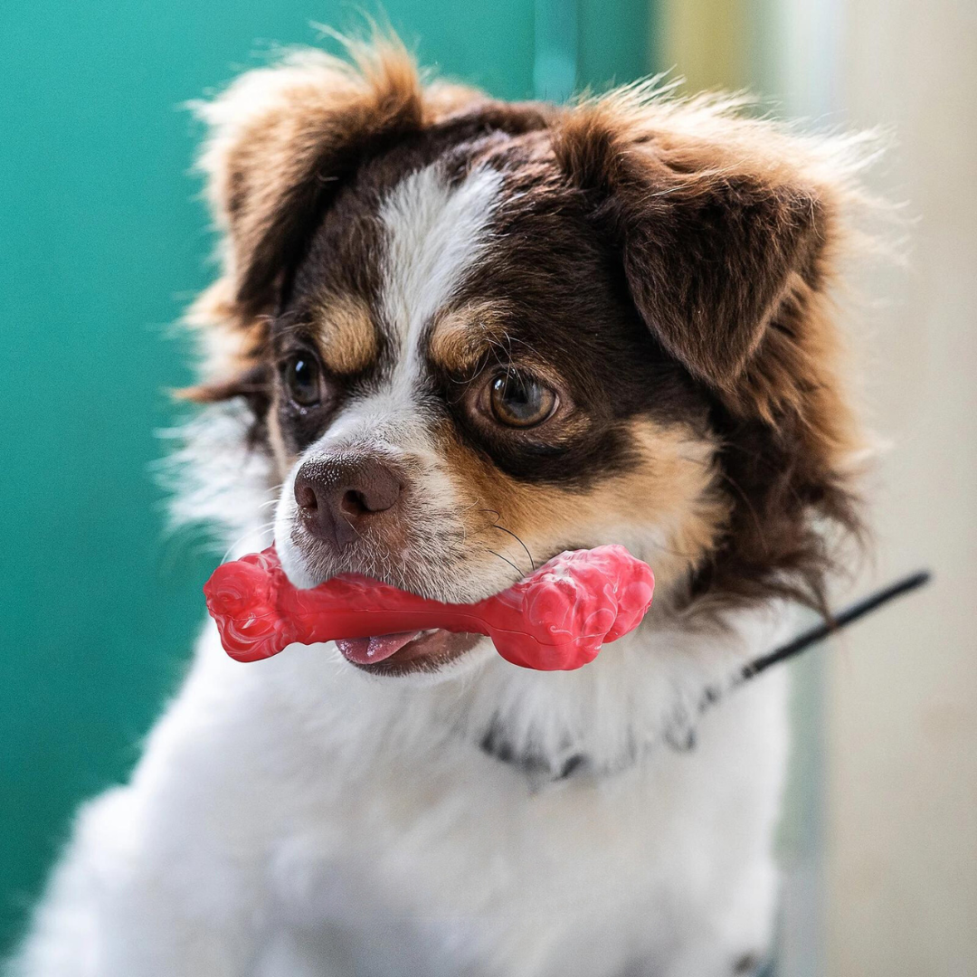 Maxie | Zahnbürsten-Kauspielzeug in Fleischform für Hunde