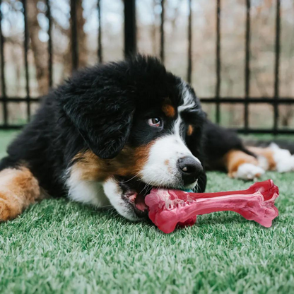 Maxie | Zahnbürsten-Kauspielzeug in Fleischform für Hunde