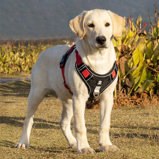 Reflektierendes, verstellbares Hundegeschirr für sichere und komfortable Spaziergänge