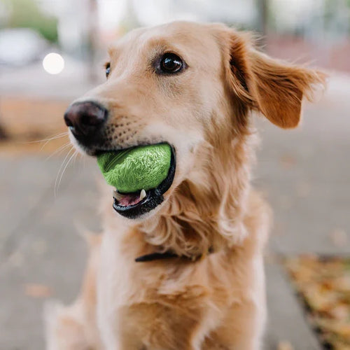 Sasha | Der ultimative aktive Spielball für Ihren Hund