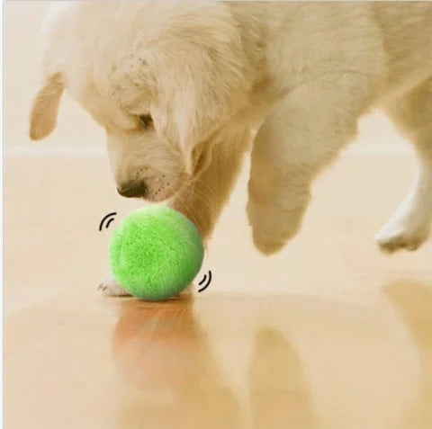 Sasha | Der ultimative aktive Spielball für Ihren Hund