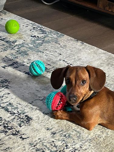 Mieke | Das perfekte Hundespielzeug